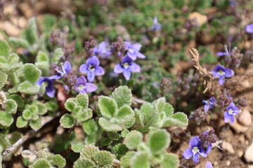 Purple flowers leaves, veronica. High quality photo