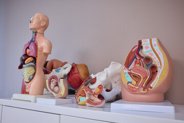 Anatomical Models Designed Specifically for Educational and Instructional Purposes and Uses