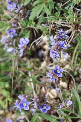 Purple flowers leaves, veronica. High quality photo