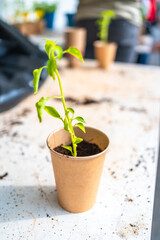 Planting seedling in recycled paper cup promoting environmental awareness