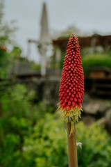 Photo of vibrant red Kniphofia uvaria flower blooms by the shores of Lake Chiemsee in Bavaria. The striking torch-like blossom stands out against the peaceful lake view