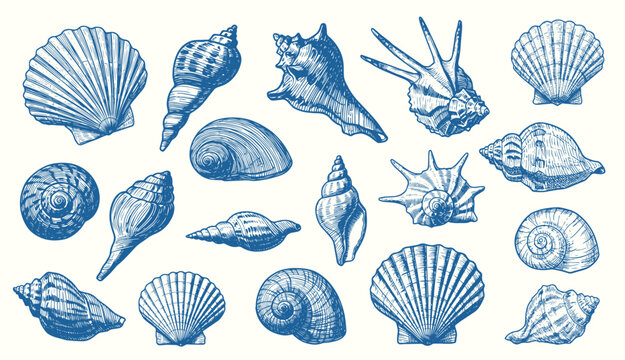 Set of various sea shells, corals oyster, and scallop. engraving vector illustration