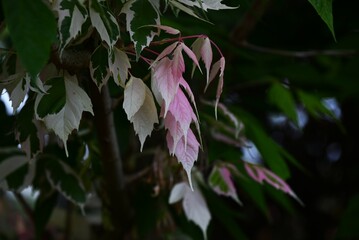 Acer negundo (Boxelder maple) 'Flamingo' leaves.
Sapindaceae dioecious deciduous tree. An...