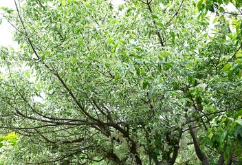Acer negundo (Boxelder maple) 'Flamingo' leaves.
Sapindaceae dioecious deciduous tree. An...