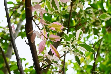 Acer negundo (Boxelder maple) 'Flamingo' leaves.
Sapindaceae dioecious deciduous tree. An ornamental variety with variegated leaves, used as a park tree.