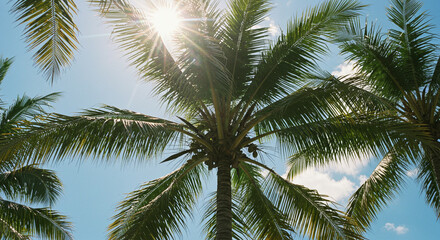Palm trees reach towards the bright sun in a clear blue sky on a sunny day