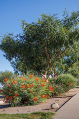 Xeriscaping with drought-tolerant Red Bird of Paradise or peacock flower (Caesalpinia pulcherrima) and Red Yucca along city sidewalks in Phoenix, Arizona
