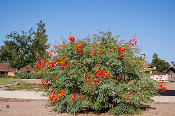 Xeriscaping with drought-tolerant Red Bird of Paradise or peacock flower (Caesalpinia pulcherrima) along city sidewalks in Phoenix, Arizona; copy space
