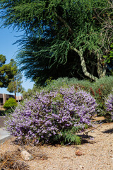 Blooming Leucophyllum Frutescens also known as Texas Sage or Texas Rangers Shrub