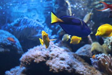 tropical fish in aquarium