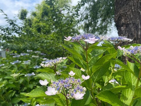 あじさい（紫陽花）のつぼみ（紫）