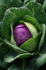 Fototapeta premium This is a high-quality image of fresh Brussels sprouts with vibrant green and purple colors, showcasing their healthy and appetizing appearance.