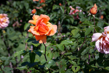 Beautiful orange flower of the rose Just Joey in the sunshire in spring