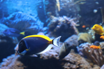 tropical fish in aquarium