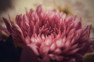 close up of a pink flower