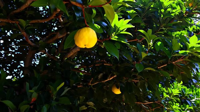 A bright yellow pouteria caimito, or canistel fruit, hanging amidst lush green leaves on a tropical tree branch under natural sunlight, concept of exotic fruits and natural abundance