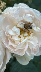 Close-up of a honey bee collecting nectar from a blooming white rose. Macro photography capturing the intricate textures of petals and the natural behavior of pollination. Ideal image for themes of