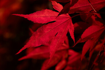 Close-up of red maple leaves. The sun shines through the leaves from above and makes the leaves glow.