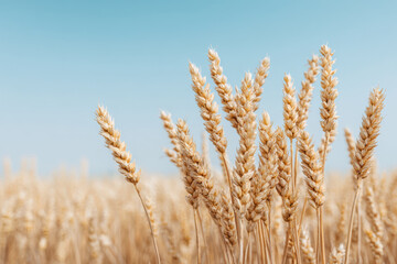 Fototapeta premium serene wheat field with golden ears swaying gently under clear blue sky