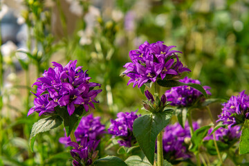 Fototapeta premium purple clustered bellflowers in full bloom, growing in a sunny garden with a soft, blurred green background.