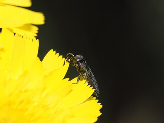 Anthaxia
