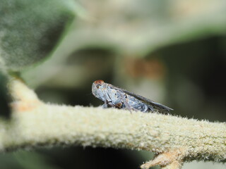 Cicadellidae