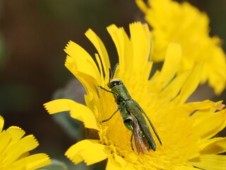 Anthaxia nitidula