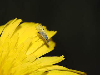 Drosophila melanogaster