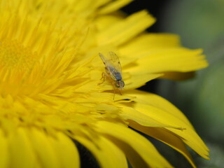 Drosophila melanogaster