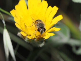 Eristalis tenax