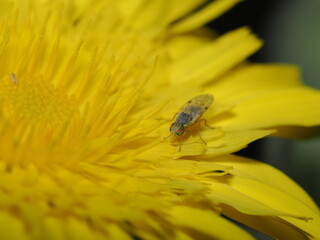 Drosophila melanogaster