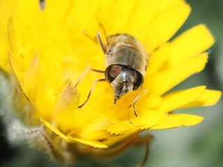 Eristalis tenax