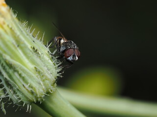 Musca domestica