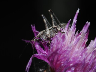 Pholidoptera griseoaptera