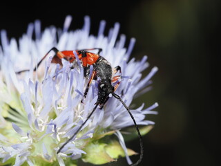 Stictoleptura cordigera