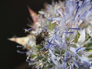 Deraeocoris