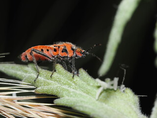 Corizus hyoscyami