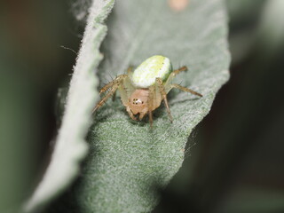 Araniella cucurbitina