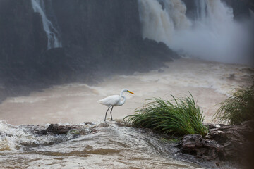Heron