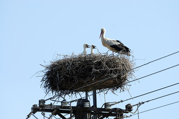 Storch mit Jungen im Nest / Stork with its young in nest