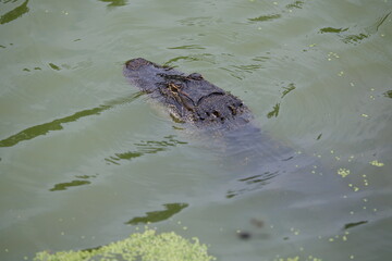 American alligator surfacing in water in habitat. 