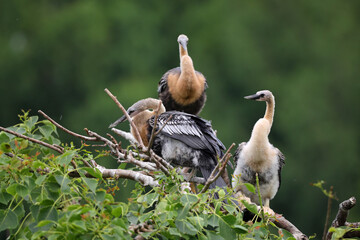Group of juvenile anhinga chicks on the nest. 