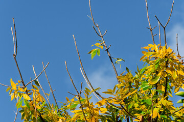 Tree with some dry leaves on a sunny day in early fall.
