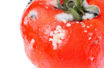 Moldy tomato with moisture and texture details captured up close in bright lighting