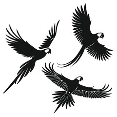 Three Macaw Parrots in Flight Silhouetted Against a White Background