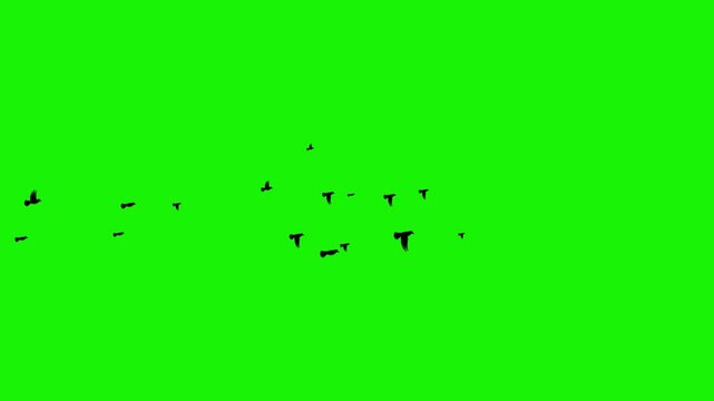 Flock of Black Birds Flying Across Green Screen  Chroma Key Footage for VFX and Compositing