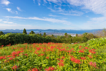 空と彼岸花(長崎県大村市)