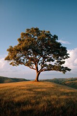 A tall tree stands by itself in a field of grass.