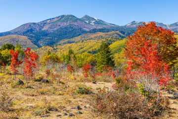 日本の風景・秋　紅葉の乗鞍高原　大カエデ