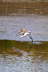 Black?tailed Godwit (Limosa limosa) in Dublin’s Bull Island – Estuarine Wader Habitat